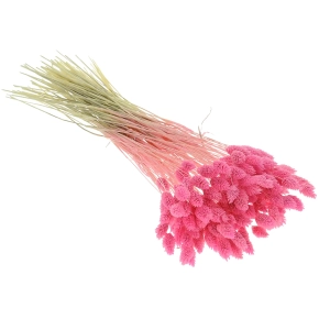 Dried pink Phalaris - canary grass ~80 stems