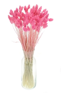 Dried pink Phalaris - canary grass ~80 stems
