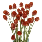 Dried orange amaranth, Gomphrena - bunch 