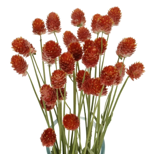 Suszona gomfrena kulista pomarańczowa - bukiet - suszone kwiaty