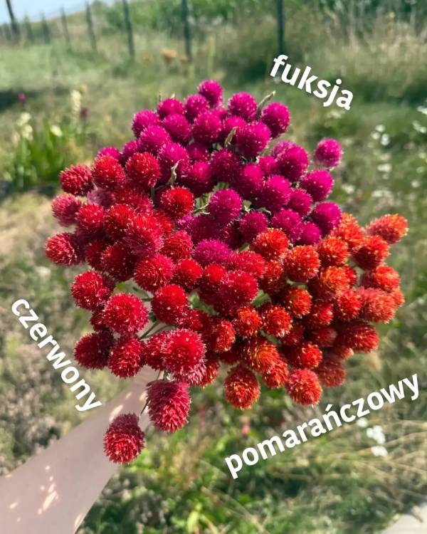 Suszona gomfrena - kolory