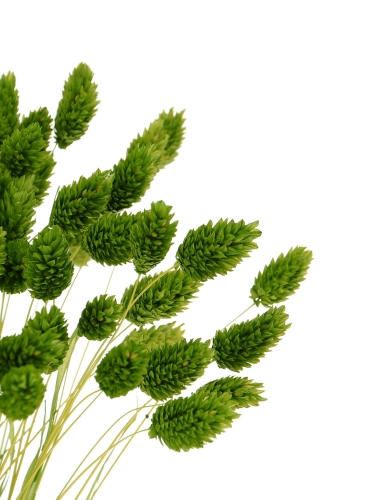 Dried green Phalaris - canary grass ~80 stems
