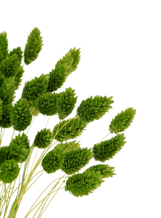 Dried green Phalaris - canary grass ~80 stems