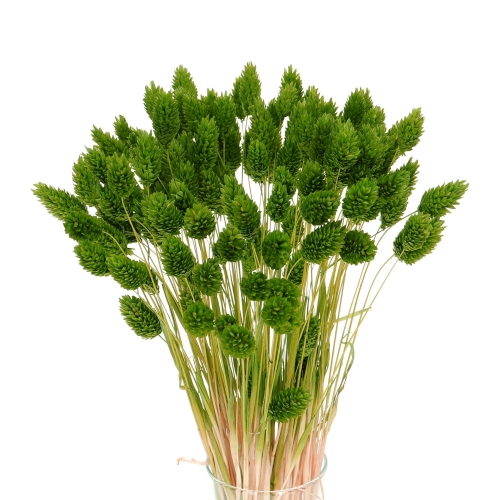 Dried green Phalaris - canary grass ~80 stems