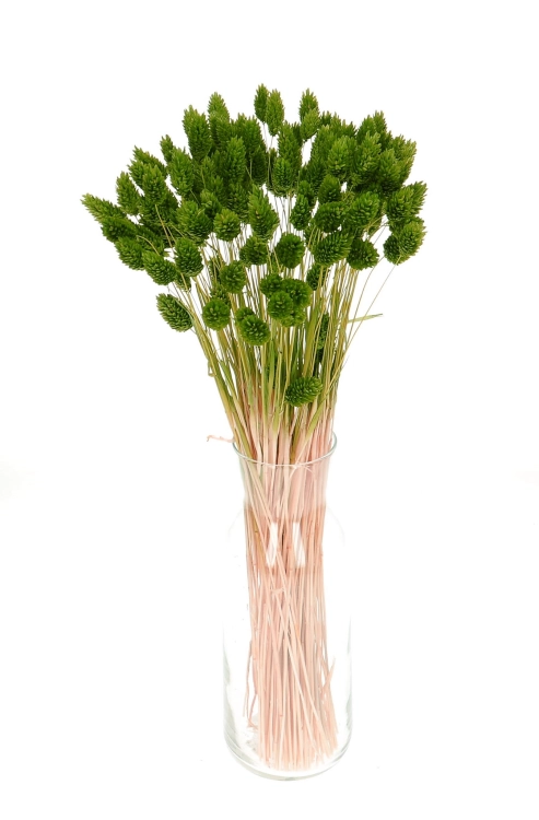 Suszony phalaris zielony - mozga kanaryjska, kanar ~80 szt.