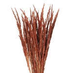 Dried decorative grass - brown - bunch ~50 stems 