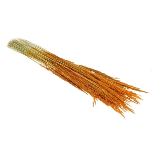 Dried decorative grass - orange - bunch ~50 stems