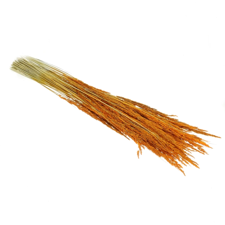Dried decorative grass - orange - bunch ~50 stems