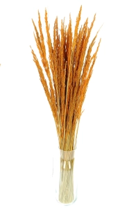 Dried decorative grass - orange - bunch ~50 stems