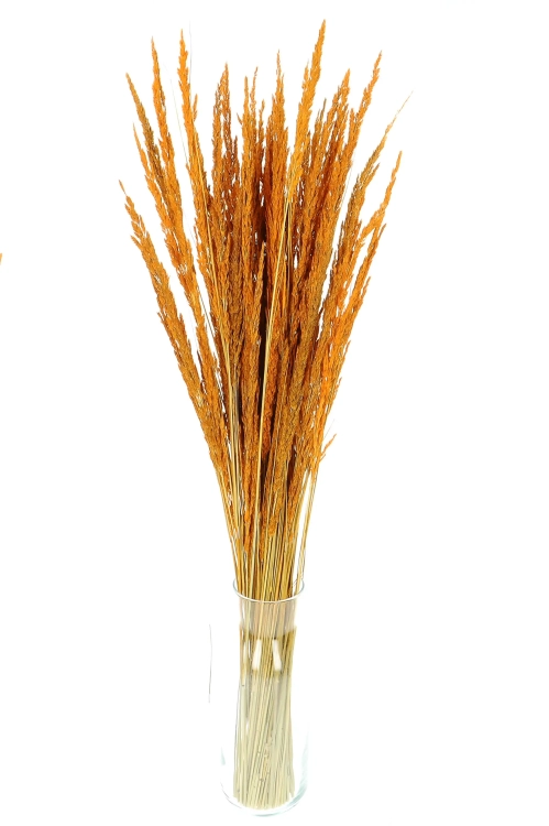 Dried decorative grass - orange - bunch ~50 stems