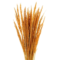 Dried decorative grass - orange - bunch ~50 stems 