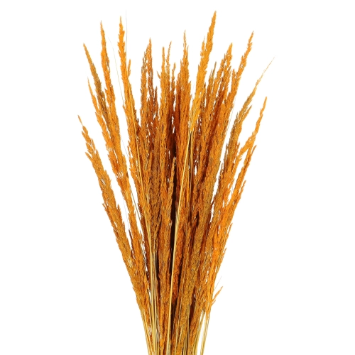 Dried decorative grass - orange - bunch ~50 stems