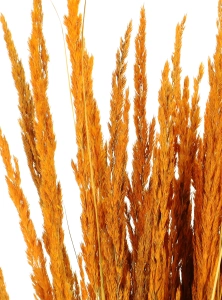 Dried decorative grass - orange - bunch ~50 stems