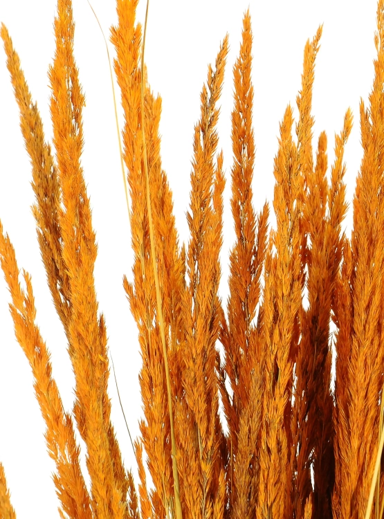 Dried decorative grass - orange - bunch ~50 stems