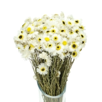 Dried flowers - white Acroclinium, sunray - bunch