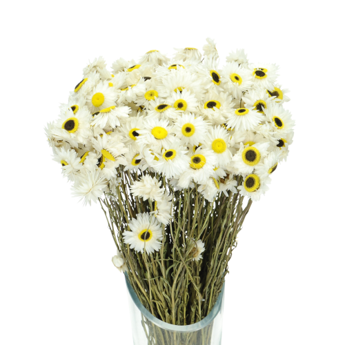  Acroclinium (Helipterum), weiß - Strauß - Trockenblumen
