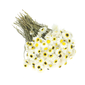 suszony-suchlin-bialy (3).png