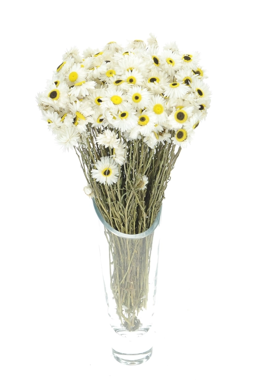 suszony-suchlin-bialy (1).png