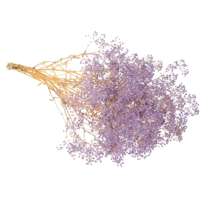 Preserved purple Gypsophila - bunch - dried flowers