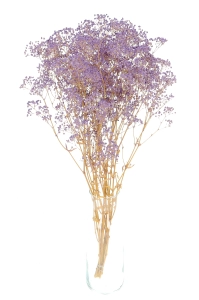 Preserved purple Gypsophila - bunch - dried flowers