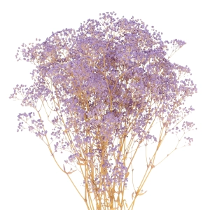 Preserved purple Gypsophila - bunch - dried flowers
