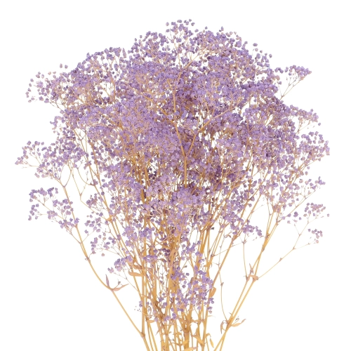 Preserved purple Gypsophila - bunch - dried flowers