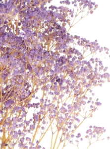 Preserved purple Gypsophila - bunch - dried flowers