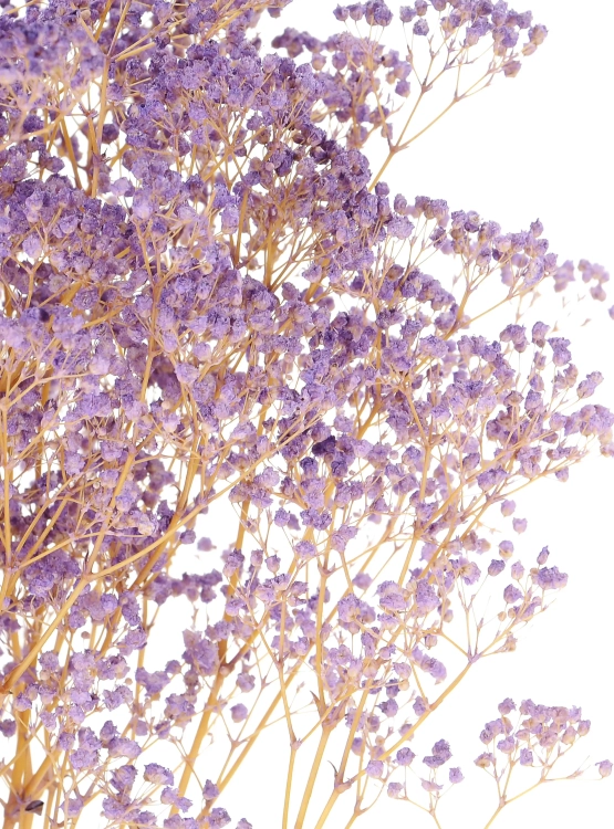 Preserved purple Gypsophila - bunch - dried flowers
