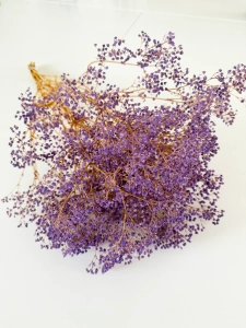 Preserved purple Gypsophila - bunch - dried flowers