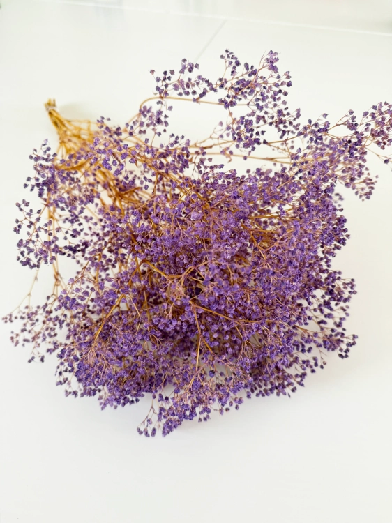Preserved purple Gypsophila - bunch - dried flowers