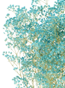 Preserved blue Gypsophila - bunch- dried flowers