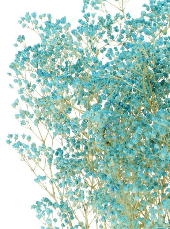 Preserved blue Gypsophila - bunch- dried flowers