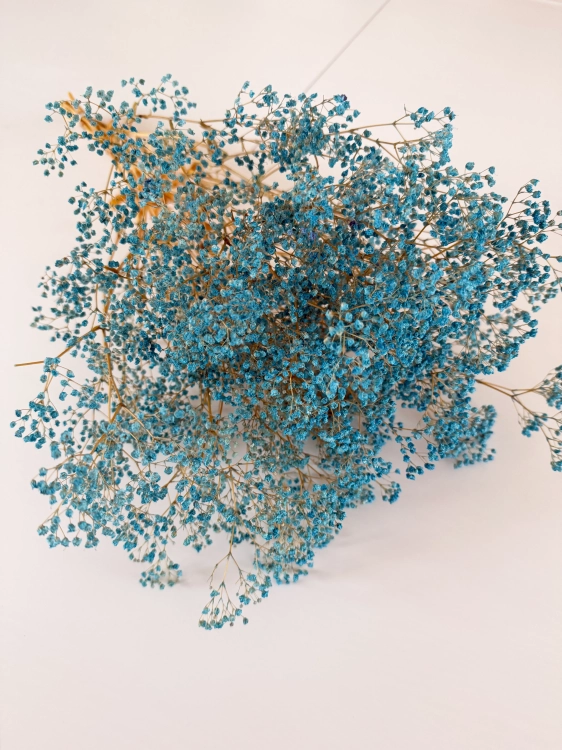 Preserved blue Gypsophila - bunch- dried flowers
