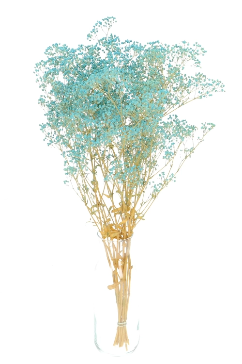 Preserved blue Gypsophila - bunch- dried flowers