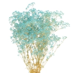 Preserved blue Gypsophila - bunch - dried flowers 