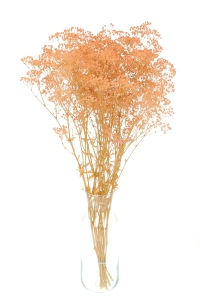 Preserved salmon Gypsophila - bunch- dried flowers