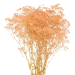 Preserved salmon Gypsophila - bunch - dried flowers 