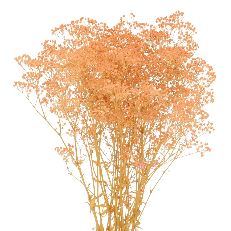Preserved salmon Gypsophila - bunch- dried flowers