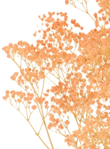 Preserved salmon Gypsophila - bunch- dried flowers