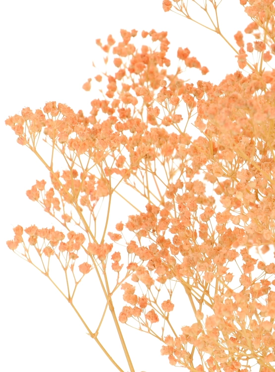 Preserved salmon Gypsophila - bunch- dried flowers