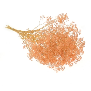 Preserved salmon Gypsophila - bunch- dried flowers