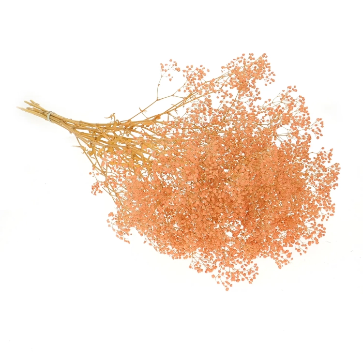 Preserved salmon Gypsophila - bunch- dried flowers