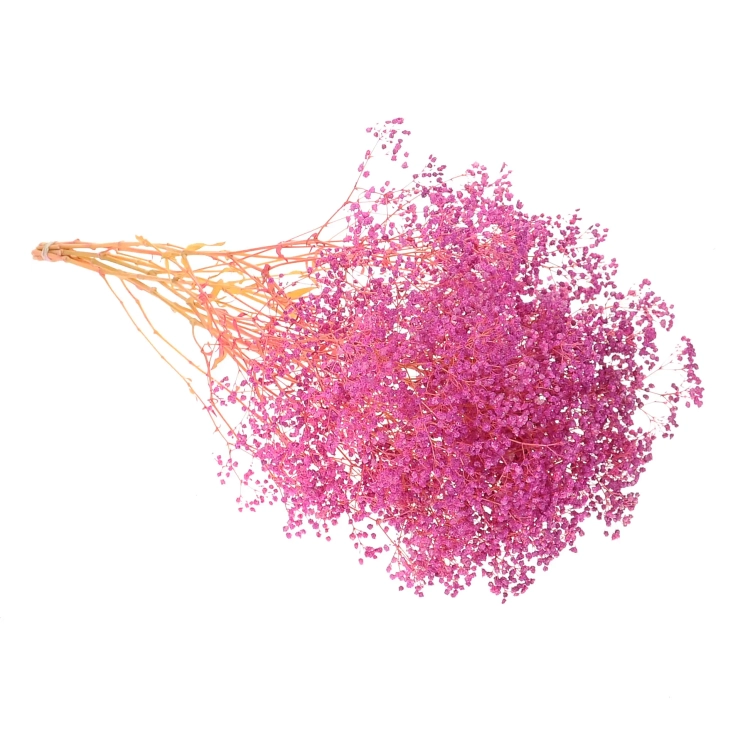 Preserved fuchsia Gypsophila - bunch - dried flowers