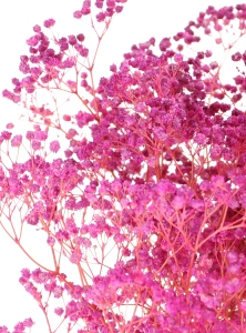 Preserved fuchsia Gypsophila - bunch - dried flowers