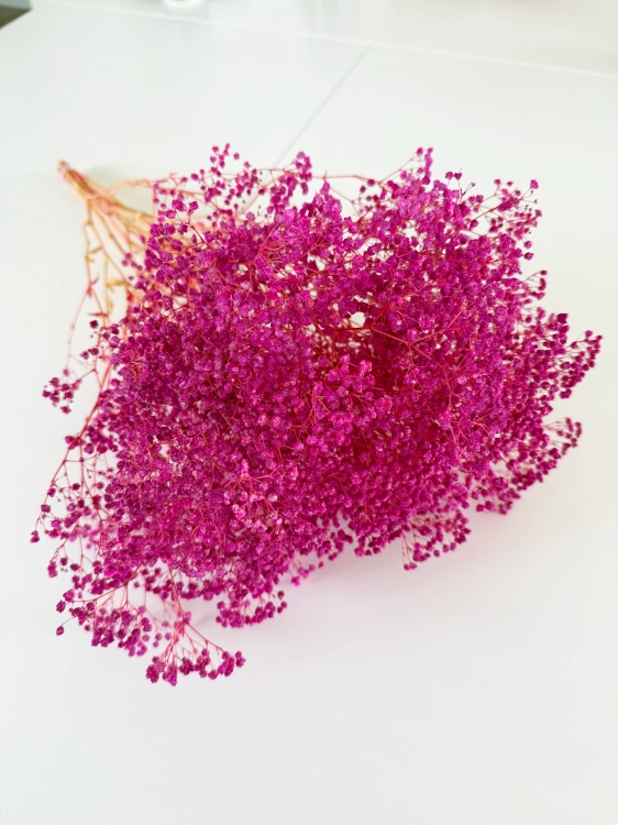 Preserved fuchsia Gypsophila - bunch - dried flowers