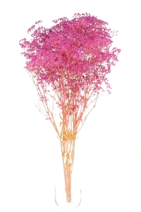 Preserved fuchsia Gypsophila - bunch - dried flowers