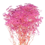 Preserved fuchsia Gypsophila - bunch - dried flowers 