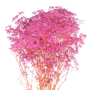 Preserved fuchsia Gypsophila - bunch - dried flowers