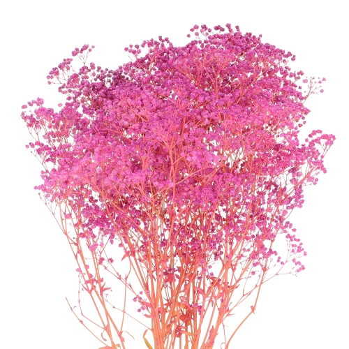 Preserved fuchsia Gypsophila - bunch - dried flowers