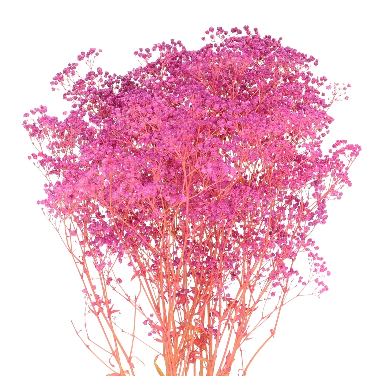 Preserved fuchsia Gypsophila - bunch - dried flowers